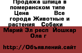 Продажа шпица в померанском типе › Цена ­ 20 000 - Все города Животные и растения » Собаки   . Марий Эл респ.,Йошкар-Ола г.